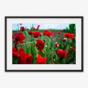 Common Poppies Field — Biwer, Luxembourg - Framed print