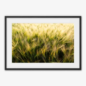 Golden Wheat Field — Biwer, Luxembourg - Framed print