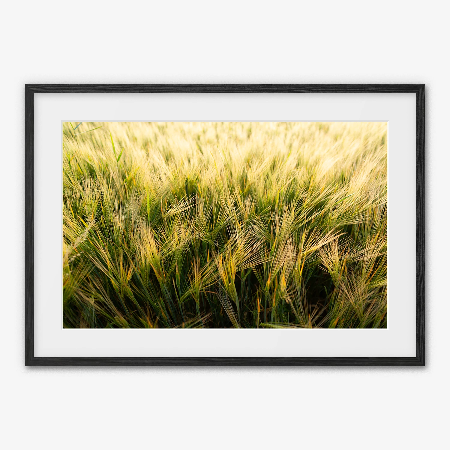 Golden Wheat Field — Biwer, Luxembourg - Framed print
