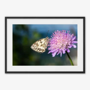 HANKO Studio - Marbled White Butterfly — Biwer, Luxembourg - Framed print
