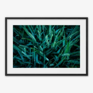 Wet Wheat Field — Biwer, Luxembourg - Framed print