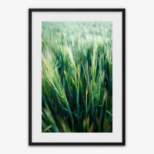 Wheat Field — Biwer, Luxembourg - Framed print